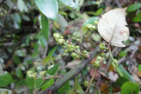 Macaranga conifera — DSC04009 (12)