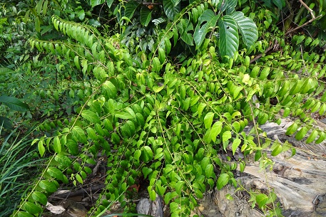 DSC01115 (12)