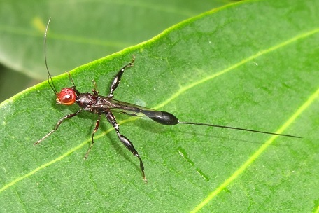 Megischus insularis — DSC04744 (13)