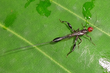 Megischus insularis — DSC04748 (13)