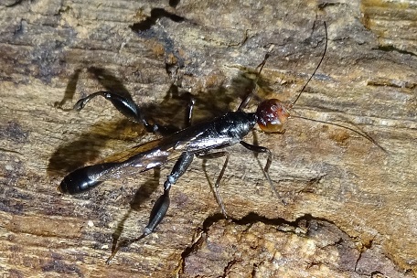 Megischus insularis — DSC06372 (15)