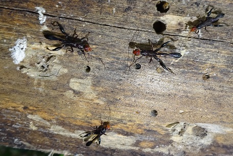 Megischus insularis — DSC07219 (14)
