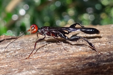 Megischus insularis — DSC08420 (14)