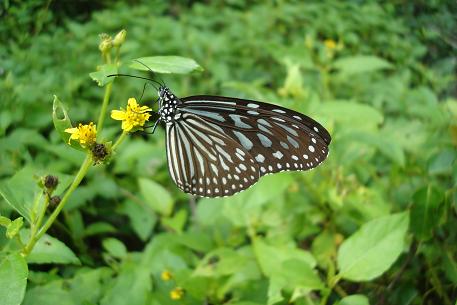 DSC00567 (09)