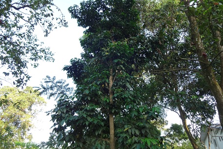 DSC06172 (13)