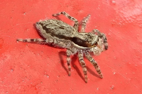 Menemerus bivittatus — DSC09447 (15)
