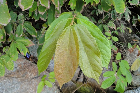 DSC02807 (10)
