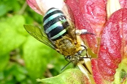 Amegilla sp