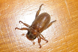 Adoretus compressus
