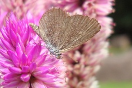 Butterfly1