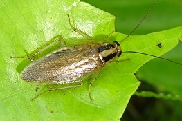 Blattella germanica