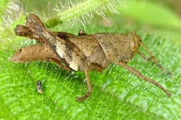 Apalacris varicornis (n)