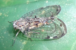 Biolleyana sp