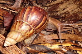 Achatina fulica