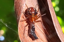 Achaearanea mundula