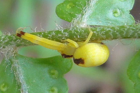 Misumena vatia — DSC02215 (10)