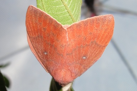 Odonestis vita — DSC05852 (11)