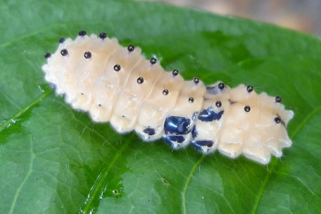 Pompelon marginata — DSC03157 (10)