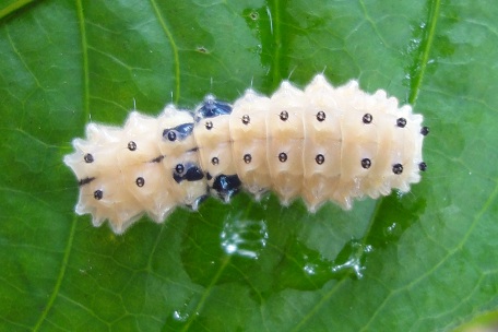 Pompelon marginata — DSC03158 (10)