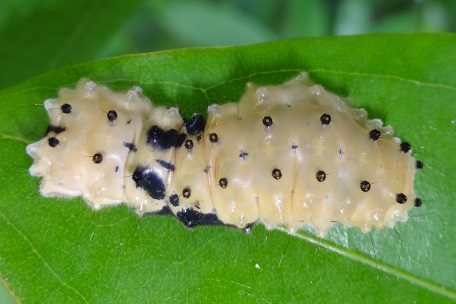 Pompelon marginata — DSC05171 (13)