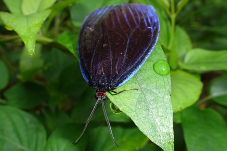 Pompelon marginata — DSC07716 (14)
