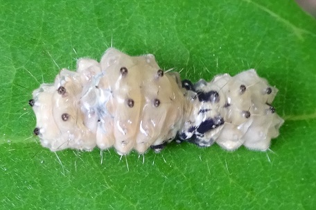 Pompelon marginata — DSC09588 (14)