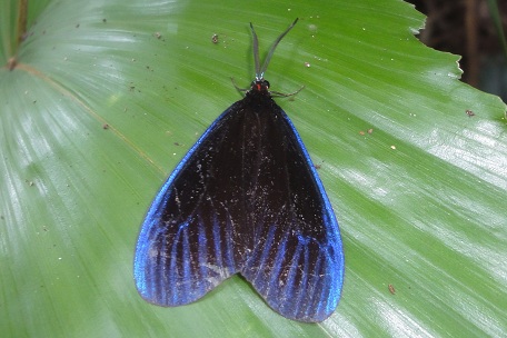 Pompelon marginata — DSC09739 (12)