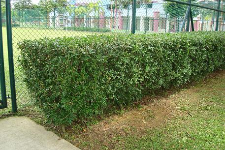 DSC01770 (08)