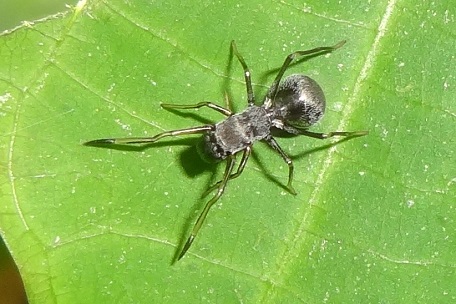Myrmarachne maxillosa — DSC00267 (13)