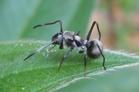 Myrmarachne maxillosa — DSC01362 (12)
