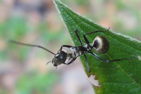 Myrmarachne maxillosa — DSC01365 (12)