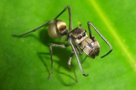 Myrmarachne maxillosa — DSC01616 (13)