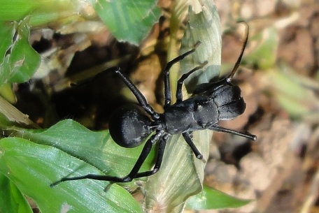 Myrmarachne maxillosa — DSC02725 (11)