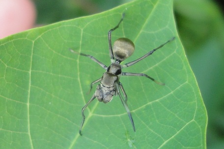 Myrmarachne maxillosa — DSC06268 (12)
