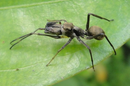 Myrmarachne maxillosa — DSC06946 (11)