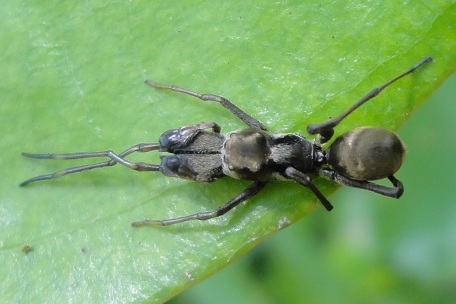 Myrmarachne maxillosa — DSC06948 (11)