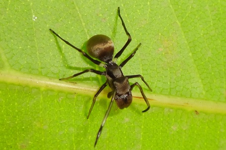 Myrmarachne maxillosa — DSC07302 (14)
