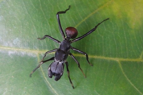 Myrmarachne maxillosa — DSC07495 (11)