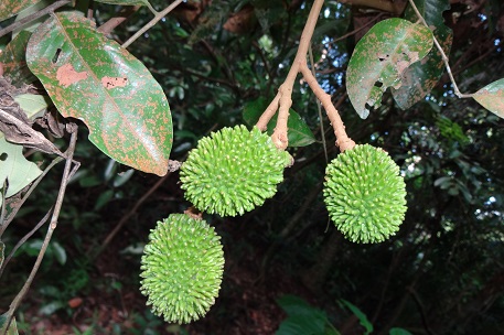 Nephelium ramboutan-ake — DSC02604 (13)