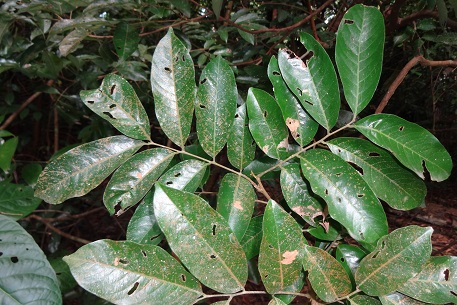Nephelium ramboutan-ake — DSC02609 (13)