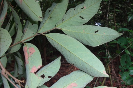 Nephelium ramboutan-ake — DSC02610 (13)