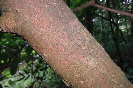 Nephelium ramboutan-ake — DSC02611 (13)