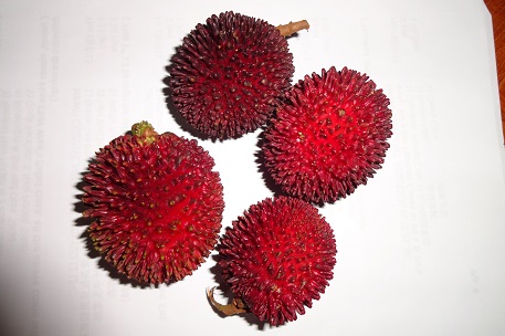 Nephelium ramboutan-ake — DSC08570 (13)