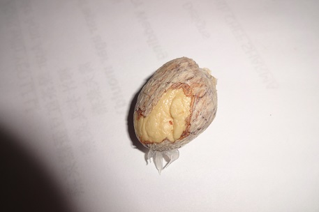 Nephelium ramboutan-ake — DSC08580 (13)