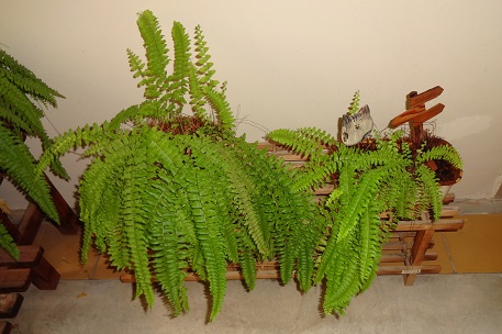 DSC00374 (13)