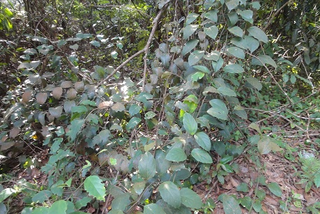 DSC00037 (12)