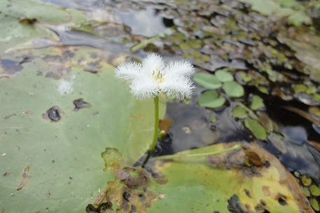 Nymphoides indica — DSC08537 (12)