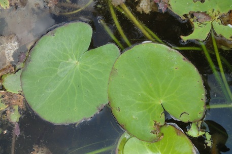 Nymphoides indica — DSC08546 (12)