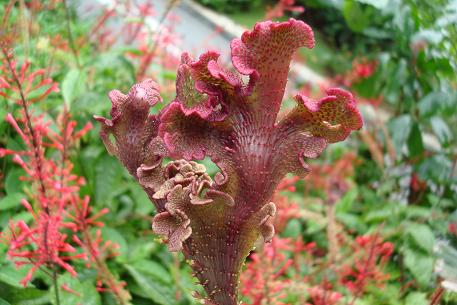 Odontonema tubaeforme — DSC02465 (09)
