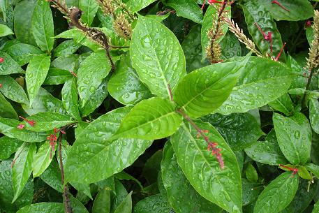 Odontonema tubaeforme — DSC02471 (09)